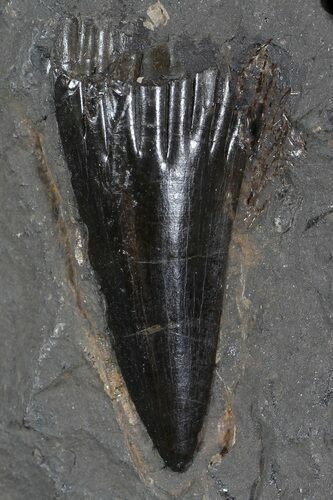 Rare, Carboniferous Fish (Rhizodus) Tooth - Scotland #62844